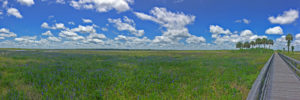 Paynes Prairie boardwalk looking toward 441