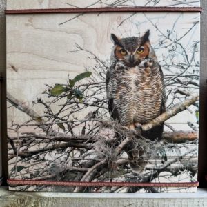 She Hears Him Hoot