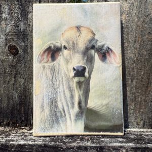 Does not stray far from his mum...Brahma baby.